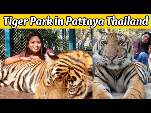 Pattaya Tiger Park | Played with real Tiger | Tamil Travel Vlog | தமிழ் | Thailand trip | Chennai