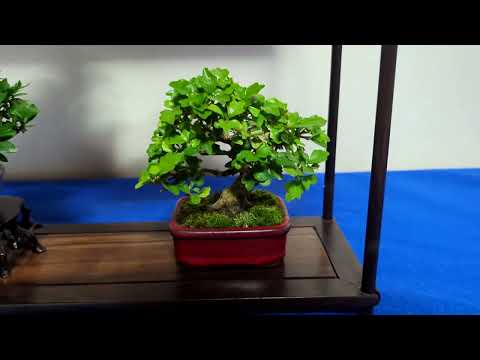 【BONSAI　第39回岐阜小品盆栽展】　岐阜公園内　2024年3月2日（土）Gifu-Japan