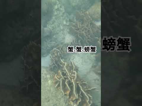 西貢滘西灣內灣珊瑚區浮潛｜有蟹有魚有珊瑚～享受寧靜大自然～#snorkelling in the coral area #enjoythenatureoftheworld