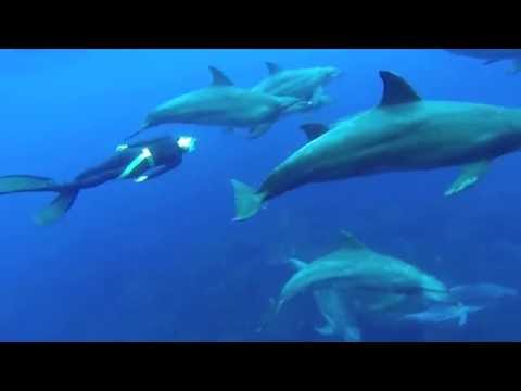 Freediving - Play with dolphins!- Mikura, June 2014