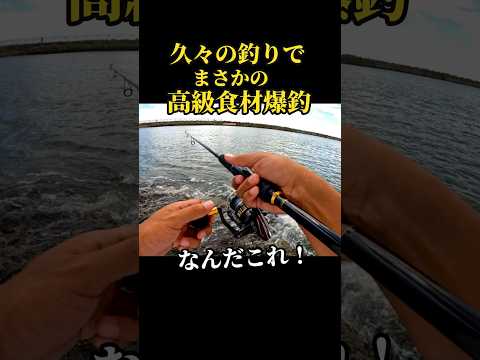 海に異常が••あの高級食材が釣れまくる砂浜。#釣り #shorts #サーフ