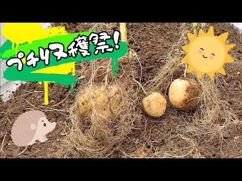 食糧備蓄【家庭菜園 】モロヘイヤ・人参種まき・さつまいも植え付け