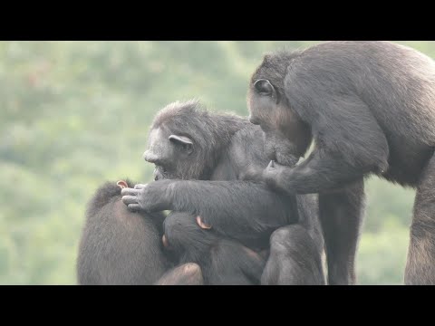 Lychee, what did Momo's milk taste like?　Hirakawa Zoo Chimpanzee 202411