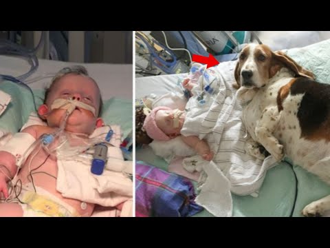 Heartbreaking Tale of a Dog’s Last Act of Love as He Comforts and Protects Infant Until the End