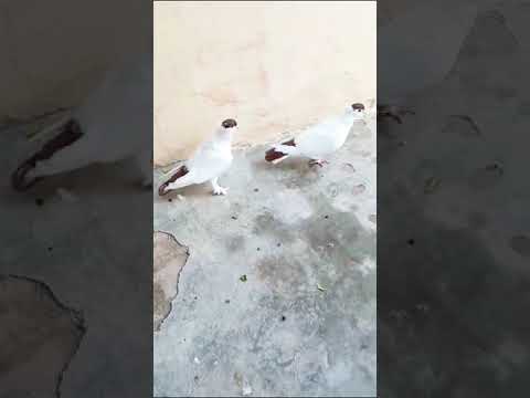 #saleupdate #pet #bird #pigeon #kabootar #chanellover #🥰😍🥳😘 subscribe chanel