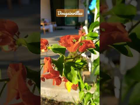 Orange bougainvillea in my garden #bougainvillea #flowers #garden