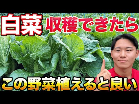 【害虫が減る！？】白菜の後作に植えるといい野菜は〇〇です