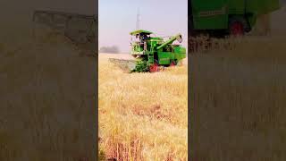 farming gehu katiya #farming #shorts #shortvideo