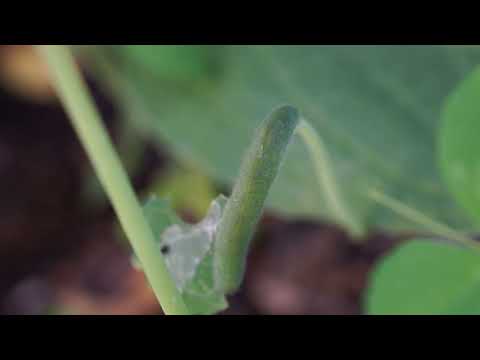 test, peas and white butterfly caterpillar