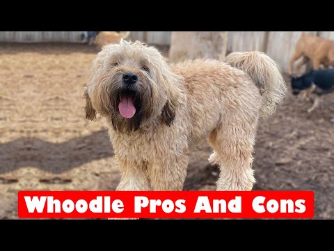 Whoodle Pros And Cons / Poodle Soft Coated Wheaten Terrier Mix