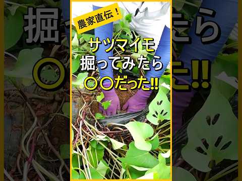 【サツマイモ】8月だけど掘ってみたら意外な結末に!?【紅はるか】【有機農家直伝！無農薬で育てる家庭菜園】　24/8/15　#shorts