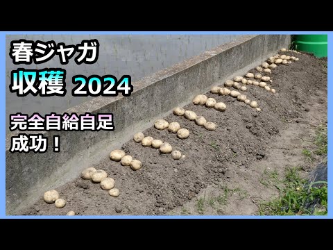 【春ジャガの収穫 2024】初の全デジマで完全自給自足ができるか⁈