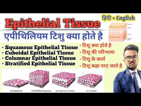 Tissue in Hindi || Epithelial Tissue || Types of Epithelial Tissue || Function of Tissue || उत्तक