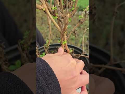 ❄️ Checking on Dormant Shrubs | Try the Scratch Test!