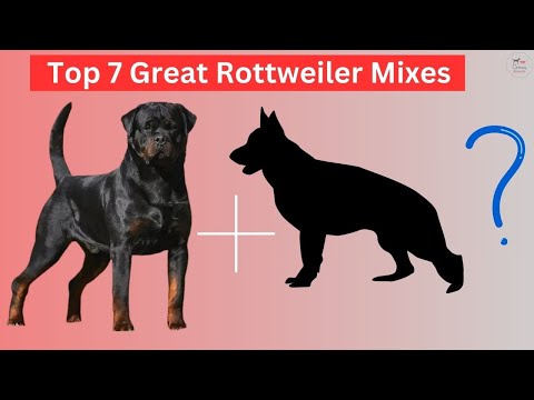 Top 7 Great Rottweiler Mixes dog breeds #rottwilermixes