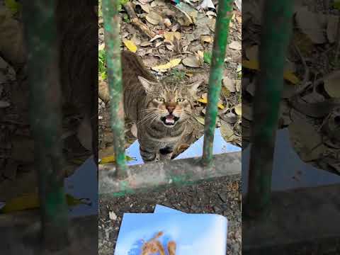 Cute street cat 🐈‍⬛ #cat #cats #catlover #catshorts #catlovers #catvideos #catholic #catsoftiktok