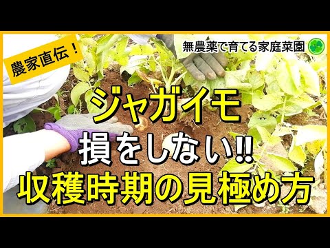 【ジャガイモ】失敗しない収穫時期の見極め方と収穫後の処理【有機農家直伝！無農薬で育てる家庭菜園】　24/6/11