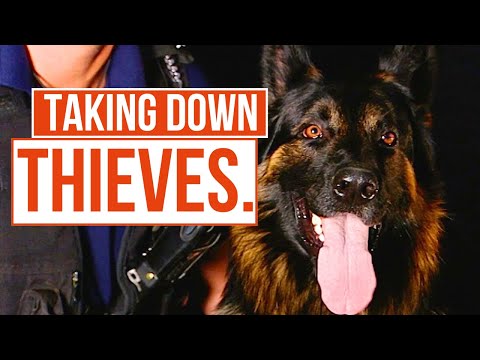 Police Dog VS Thieves! | Send In The Dogs | True Crime Central