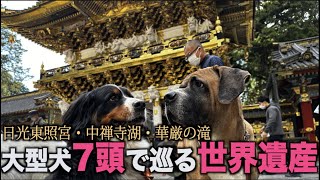 【犬連れ】圧巻の世界遺産日光東照宮！