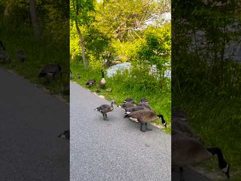 Geese families raising goslings together | Horizons_視野 | goose | wildlife | gosling | lake