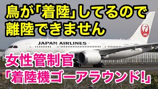 滑走路に鳥が。離陸許可キャンセル。着陸機ゴーアラウンド。