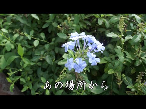 あの場所から　柏原芳恵