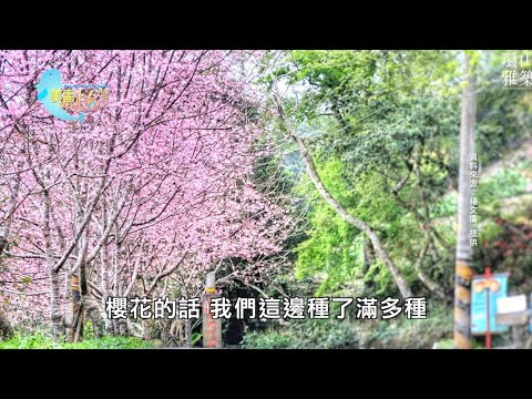 【台東知本＋太麻里】追花賞美景 從台東知本到太麻里金針山的轉變｜用心的產業｜391｜#美麗心台灣