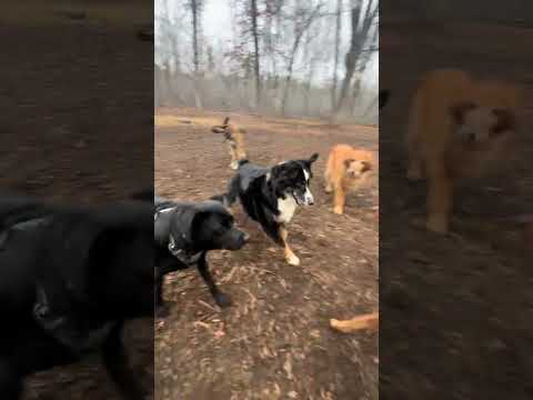 Charlie and Scout  #dogpark #dogplaying #dogpack #doglife #puppy