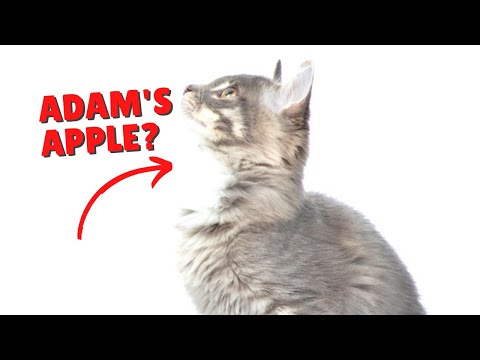 Do Cat’s Have An Adam’s Apple? | Two Crazy Cat Ladies