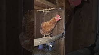 Chicken swing in the coop #chicken #backyardflock #chickenswing