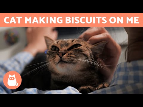 Why Is My CAT MAKING BISCUITS? 🐱❤️ | 6 Reasons for Cat Kneading 🐾