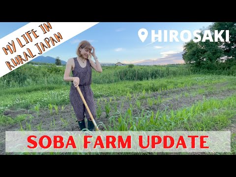 Life in Japan - Growing Soba in Hirosaki, Aomori (UPDATE)