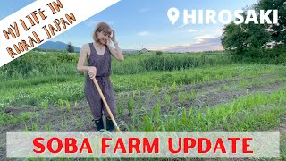 Life in Japan - Growing Soba in Hirosaki, Aomori (UPDATE)