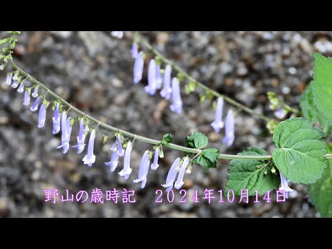 野山の歳時記　山間の道端で出会った秋の花　2024年10月14日