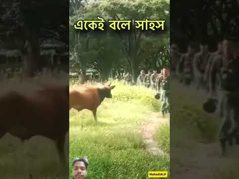 #cow #bull #animals #emotional #bangla #ytshorts #viral #automobile #bakr #footballplayer #army