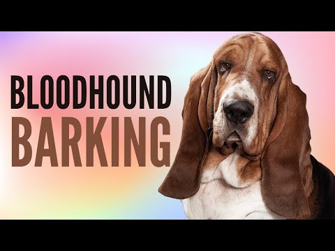 Bloodhound Barking Sounds - Bloodhound Sound Effects | 2 Minutes