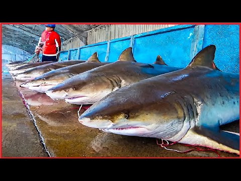 Shark Fishing and Processing of Shark products - Shark meat, skin, and fins processing in factory