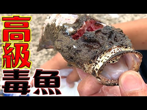 知っていたら達人級の高級魚が釣れました！【オニオコゼ#1】