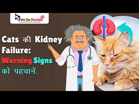 Cats की Kidney Failure Signs पहचानें | Early Symptoms और Treatment Tips