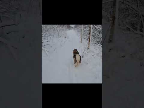 Dog videos/ dog playing on snow #puppy #shorts #ytshorts #dog