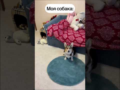 СМЕШНЫЕ ЖИВОТНЫЕ | ДРУГИЕ СОБАКИ vs МОЯ СОБАКА #funny #dog #funnyvideo #humor #corgi #pet