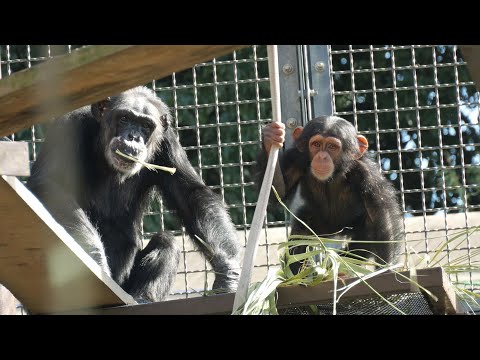 Did Sky learn how to make a bed from Mary?　Tobe Zoo Chimpanzee 202411