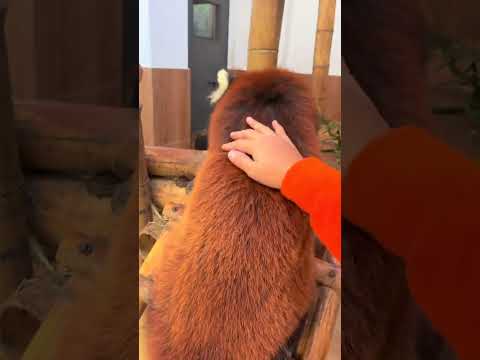 I can also rub the red panda, the red panda warm baby