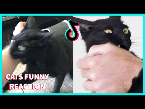 PRETEND TO PET YOUR CAT TIKTOK COMPILATION