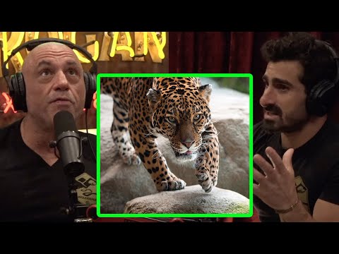 Joe Rogan & Paul Rosolie: A Jaguar approached me while I was sleeping in the forest.