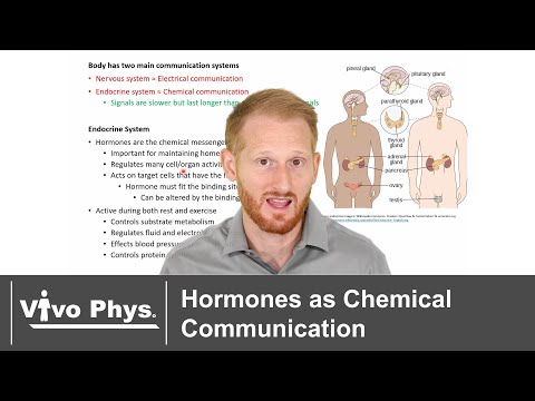 Endocrine System Purpose - Hormones as Chemical Communication