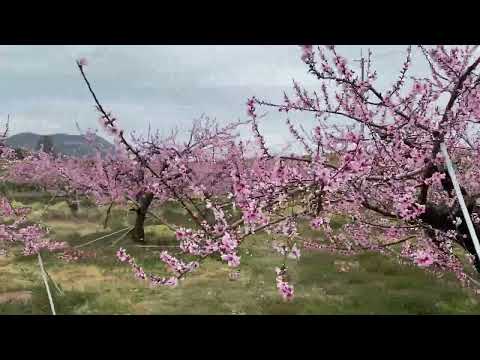 桃源郷～和歌山県紀の川市桃山町～ (2022.04.03)