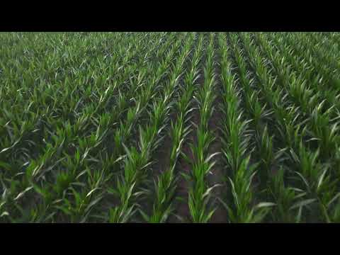 footage - field indian corn