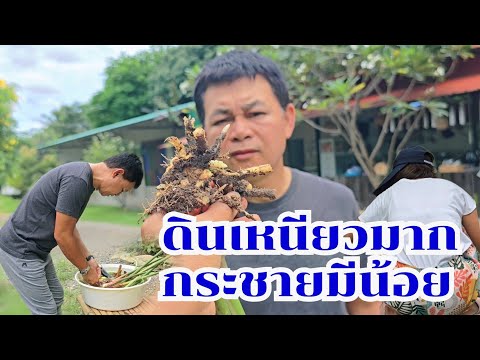 ดินเหนียวมาก กระชายน้อยไม่พอกิน #บ้านสวนกำภูEp1115