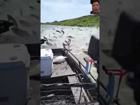 #fishing #river #fish #boat #nature #satisfying #trending #amazing #funnyanimlas #wow